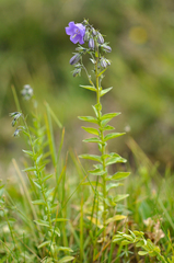 Campanula precatoria