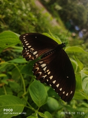 Papilio dravidarum