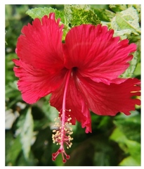 Hibiscus rosa-sinensis