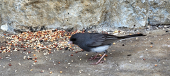 Junco hyemalis carolinensis