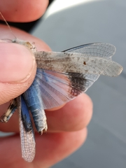 Trimerotropis cyaneipennis