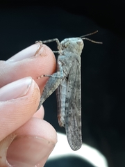 Trimerotropis cyaneipennis