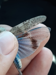 Trimerotropis cyaneipennis