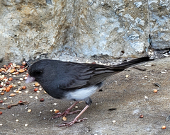 Junco hyemalis carolinensis