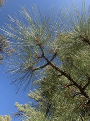 Pinus engelmannii
