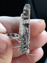 Dissosteira spurcata