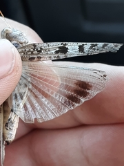 Dissosteira spurcata