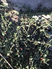 Polygonum aviculare