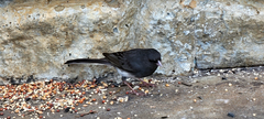 Junco hyemalis carolinensis