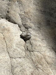 Pseudacris cadaverina