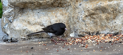 Junco hyemalis carolinensis