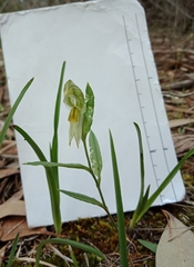 Pterostylis viriosa