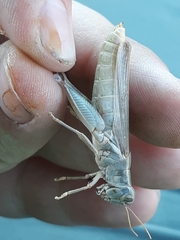 Melanoplus packardii