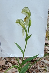 Pterostylis viriosa