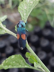 Strigoptera bimaculata
