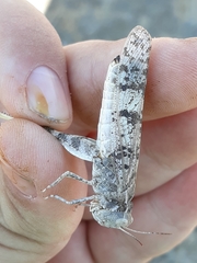 Dissosteira spurcata