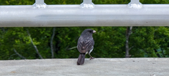 Junco hyemalis carolinensis