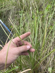 Panicum bergii