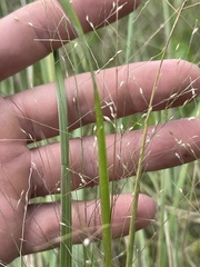 Panicum bergii