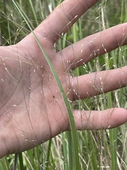 Panicum bergii