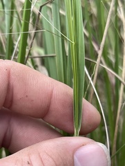Panicum bergii