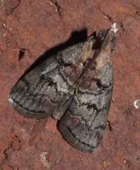 Pococera maritimalis
