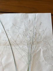 Panicum bergii