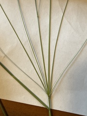 Panicum bergii