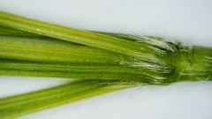 Panicum bergii