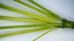 Panicum bergii