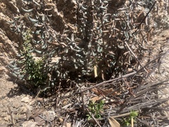 Pellaea wrightiana