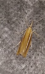 Agriphila aeneociliella