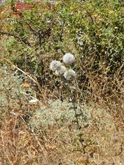 Echinops sphaerocephalus albidus