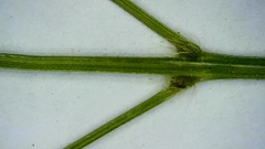 Panicum bergii