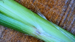 Panicum bergii