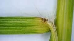 Panicum bergii