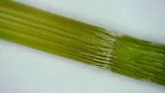 Panicum bergii
