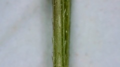Panicum bergii