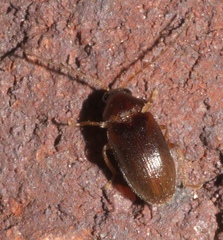 Ptilodactylinae