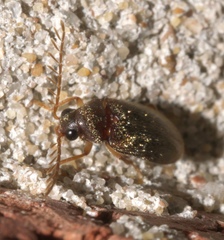 Ptilodactylinae