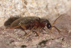Ptilodactylinae