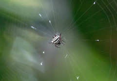 Gasteracantha doriae