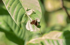 Ancistroides nigrita