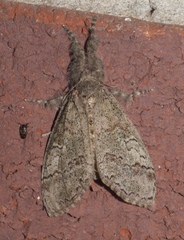 Dasychira tephra