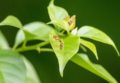 Liostenogaster varipicta