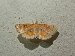 Cacographis osteolalis image