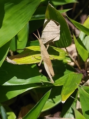Atractomorpha lata