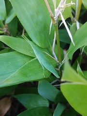 Atractomorpha lata