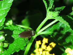 Conoderus exsul