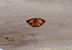 Curetis santana